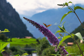 Schmetterling auf einer Lila Salbei Pflanze in den Schweizer Bergen. Umgeben von Natur und...