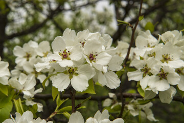 white flowers of a wild apple tree in the garden