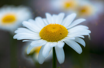 Fototapeta premium daisy flower close up