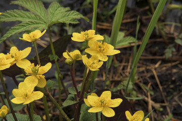yellow flowers of kaluzhnitsa bolotnaya