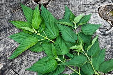 Bunch of fresh stinging nettle leaves on wooden table, top view. Freshly harvested plant. Spring season, medicinal herbs. - obrazy, fototapety, plakaty