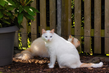 Two cats patrolling at a wooden fence