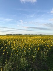 field of rapeseed