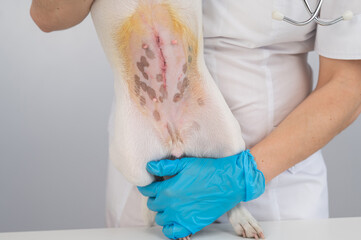 A veterinarian examines a Jack Russell Terrier dog after a surgical operation.