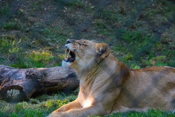 The lioness lies on the ground with her mouth open.