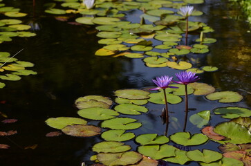 Two Violet lotus blooming in the pond. Egyptian Lotus Nymphaea or previously Nymphaea caerule water lily