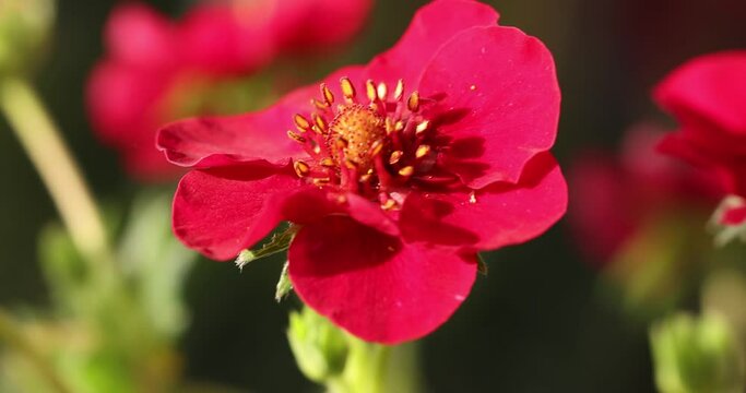 Strawberry blossom and green leaves beautiful ruby pink flowers bloomed in the garden. Sunny spring time. Slow motion video.