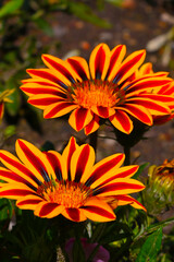 Several red and yellow aster flowers in the park.