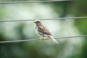 brown sparrow sitting on a wire rope. small songbird with beautiful plumage.