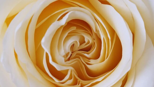 Beautiful yellow rose rotating on white background, macro shot. Bud closeup. Blooming pink rose flower open. Holiday backdrop, Valentine's Day concept. High quality 4k footage