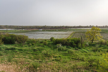 A bird's-eye view of an agricultural plastic greenhouse on a vegetable plantation. A green wheat field and a landscape with rows of greenhouses. Cultivation of early crops, care and protection of youn