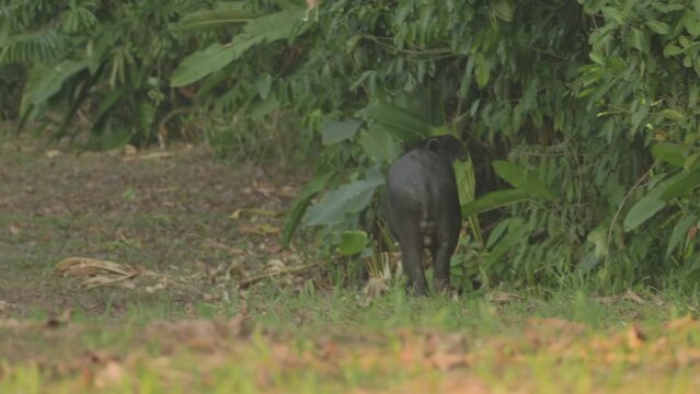 a rear view of a baird's tapir spraying urine to mark its territory at dusk in corcovado national park of costa rica