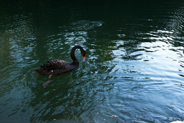 Fototapeta premium A picturesque view of a rare black swan in nature. close-up of a black swan on the lake. selective focus, copy space.