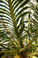 Obraz na płótnie Canvas Palm tree close up. Tropical plant.