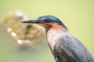 Close-up of Green heron (Butorides striatus). Wildlife photography.