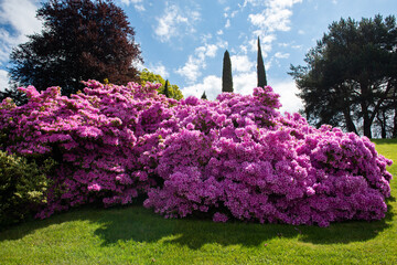 Azalea bush blooming. Vivid pink flowers, beauty in nature at spring