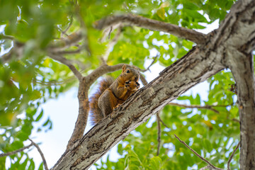 Eastern Fox Squirrel (Sciurus niger) sits in a tree and eats a nut. 