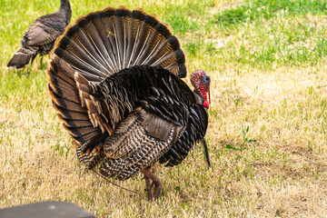 Wild turkeys (male) with tail feathers spread stands in a meadow.