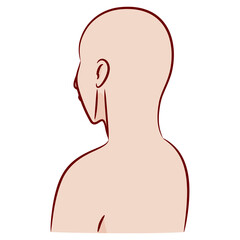 人体のパーツ カラーのカットイラスト素材 / 斜め後ろから見た頭部