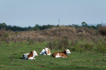 Three calves laying on grass basking in sun, domestic animals resting in pasture during sunny day