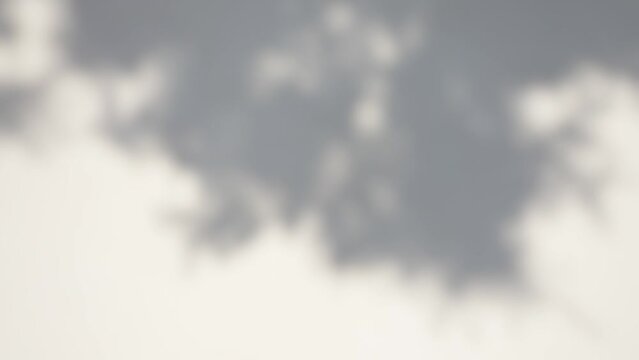 Abstract 4k stock vintage video background. Morning sunlight and grey tree shadows blowing by wind reflecting on rural texture of white wall. Natural leaves of many trees overlay on flat surface