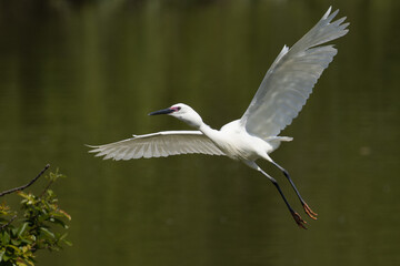 雛達の元に戻る婚姻色のコサギ
