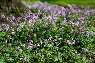 Obraz na płótnie Canvas Dentaria bulbifera. Cardamine, first spring forest flowers, selective focus. Purple and lilac forest flowers. A Beautiful spring floral background