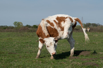 Domestic animal scratching in pasture, cow scratching itchy head with hoof outdoors in field during sunny day