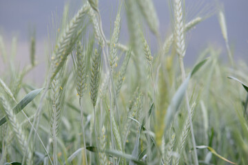 Rye grows in field. Grain crops. Spikelets of cereals over sky before the storm, June. Important food grains