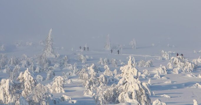 Ski expedition in Pallas Yllastunturi National Park , Lapland, Finland