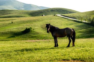 Fototapeta na wymiar Dark horse stands in a clearing in the mountain landscape, chained to the ground 