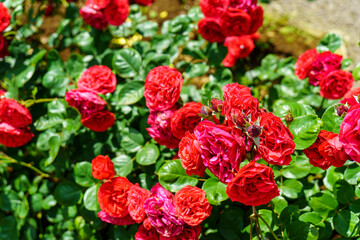red and white tulips