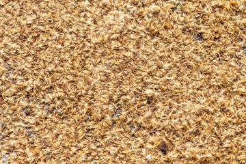 abstract background of Tree Seeds on Ground.