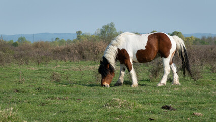Naklejka na ściany i meble Side view of pinto horse in pasture while grazing grass, adult mare with white and brown hair