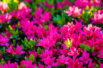 field of pink tulips