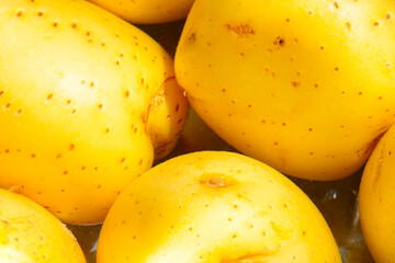 Young yellow potatoes are boiled in water.