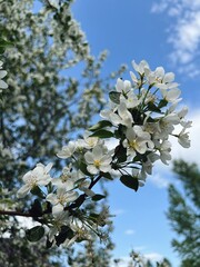 blossom wild apple tree branches with white flowers dissolve inspirational abstract background