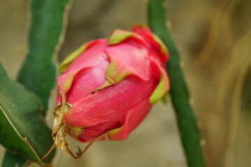 ドラゴンフルーツ