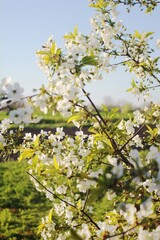 Fototapeta na wymiar blossoming apple tree