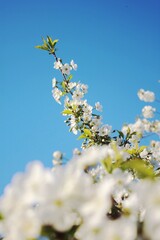 white cherry blossom