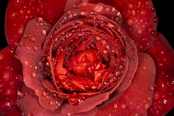 mahogany rose covered with rain drops against black