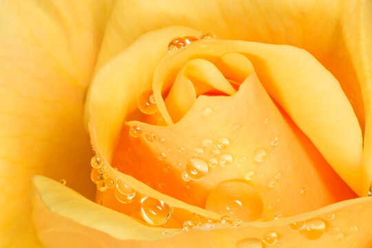 yellow rose covered with rain drops