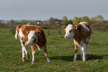 Two calves stands in field and looking left, domestic animals with orange and white hair in pasture during sunny day