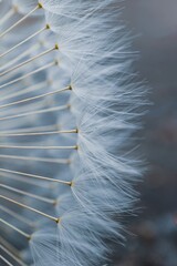 beautiful dandelion flower seed in springtime