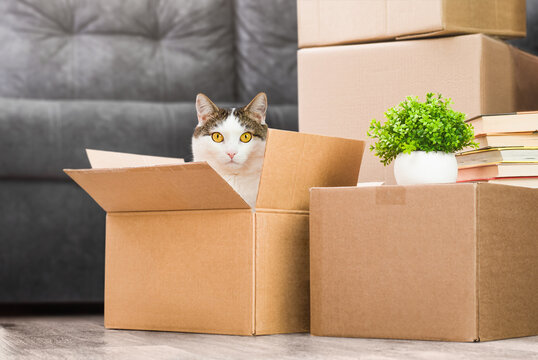 domestic cat sitting in a box and looking at the camera. the concept of moving to a new home