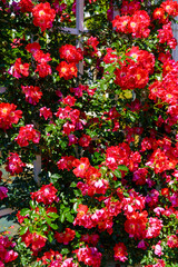 red roses background