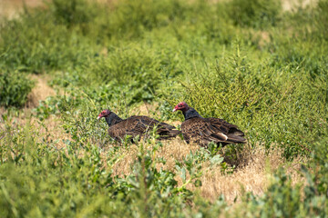 Two Turkey vulture (Cathartes aura) sitting on the ground in dry grass.