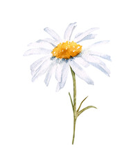 Hand-drawn watercolor chamomile flower. Summer floral. Camomile.Botanical meadow daisy wildflower illustration. Card design, wedding invitation, decor isolated on white background. Herbaceous plant