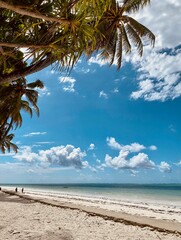 palm tree on the beach