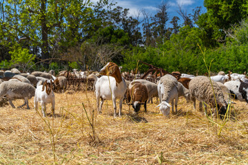 Naklejka na ściany i meble Herd of goats and sheep graze on the farm. 